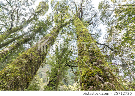 Moss tree Moss tree 25712720
