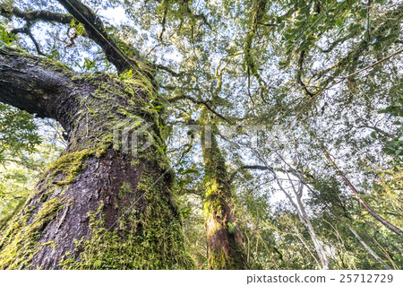 Moss tree Moss tree 25712729