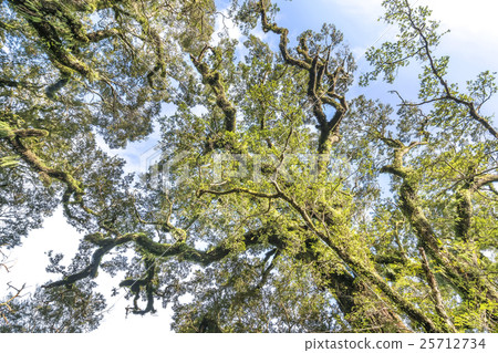 Moss tree Moss tree 25712734