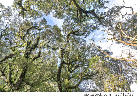 Moss tree Moss tree 25712735
