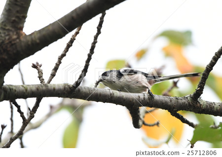Cherry tree leaves and Enaga 1 25712806