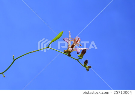 Hototogisu花3 Hototogisu花3 25713004