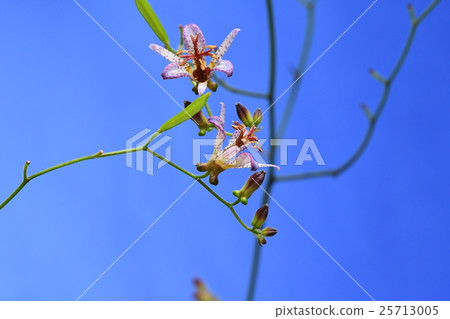 Hototogis花4 25713005