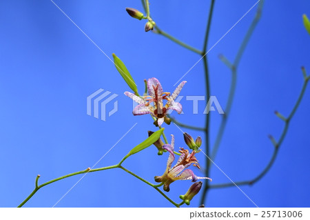 Hototogis花5 25713006