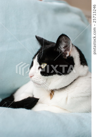 A profile of a black and white cat A profile of a black and white cat 25713246