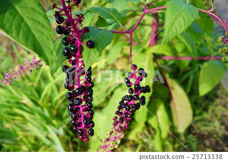 水果如山葡萄梨 水果如山葡萄梨 25713338