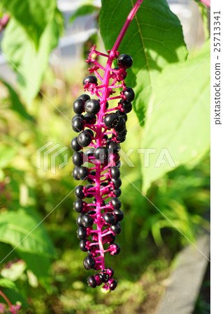 Fruit such as mountain grape pear 25713341