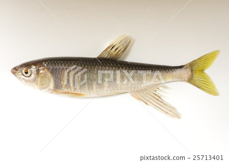 Oikawa (Okawa) The whole beautiful freshwater fish 25713401