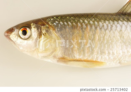 Oikawa(大川)美麗的淡水魚半身 Oikawa(大川)美麗的淡水魚半身 25713402