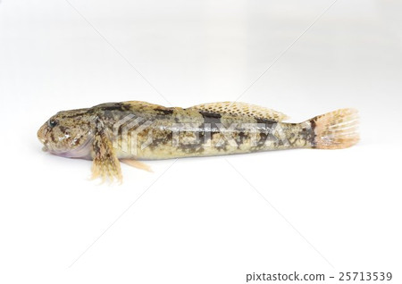 ji魚(沙丁魚)鳥瞰清流魚 ji魚(沙丁魚)鳥瞰清流魚 25713539