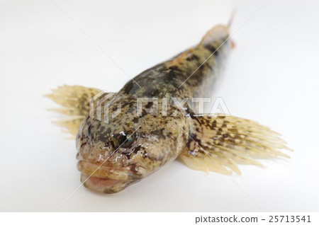 ji魚（沙丁魚）鳥瞰清流魚 25713541