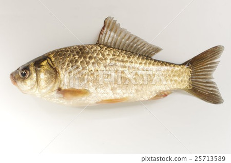 Gimbuna (Funa) Overall Generic Funa generic name Gimbuna (Funa) Overall Generic Funa generic name 25713589