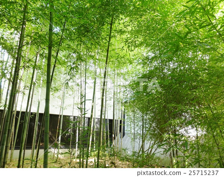 儘管是秋天，竹林庭院像新鮮的綠色 25715237