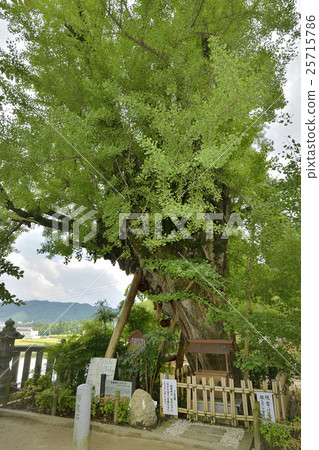 Breast ginkgo Katsuragi single word Shinto shrine 25715786