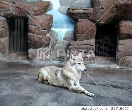 中國狼（西藏狼）@天王寺動物園 25716072