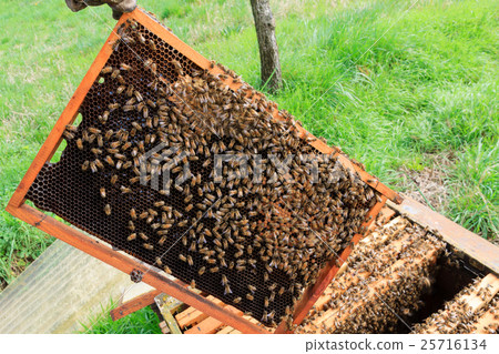 Open hive, beekeeping 25716134
