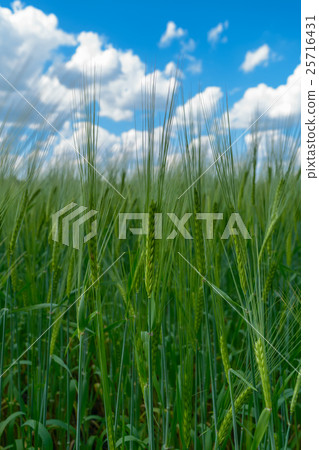 Blue cloudy sky through the ears of rye (wheat) 25716431