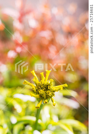 Vintage landscape nature flower background 25716681