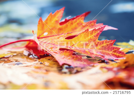 Autumn leaves in autumn colors and lights. Fall 25716795