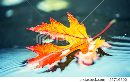 Autumn leaves in autumn colors and lights. Fall Autumn leaves in autumn colors and lights. Fall 25716800
