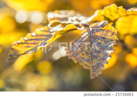 Autumn leaves in autumn colours and lights. Fall. Autumn leaves in autumn colours and lights. Fall. 25716801
