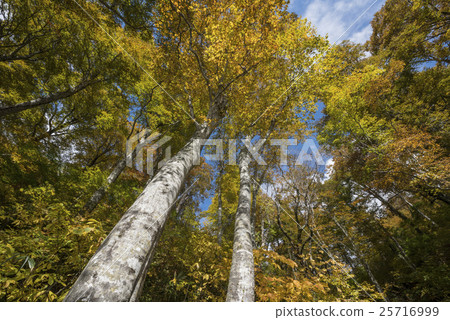 Beech forest of autumnal leaves of Kamike Beech forest of autumnal leaves of Kamike 25716999