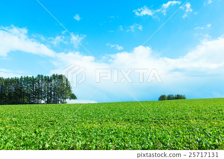 Rural landscape of Memanbetsu 25717131