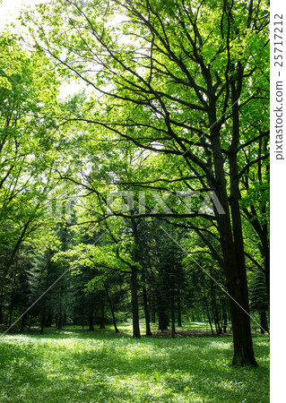 Green forest on a sunny spring day 25717212