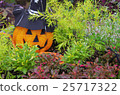 Halloween  25717322