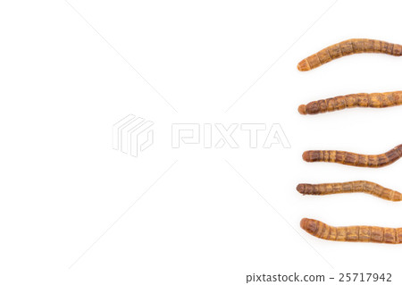 膳食蠕蟲:粉蟲(幼蟲) 膳食蠕蟲:粉蟲(幼蟲) 25717942