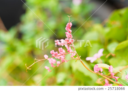 Mexican Creeper flower in garden Mexican Creeper flower in garden 25718066