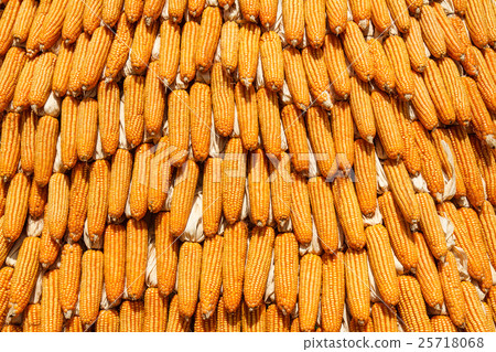 corn hung to dry in the autumn sun corn hung to dry in the autumn sun 25718068