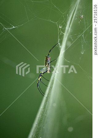 Argiope spider 25718116