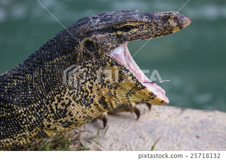 close up Water monitor lizard close up Water monitor lizard 25718132