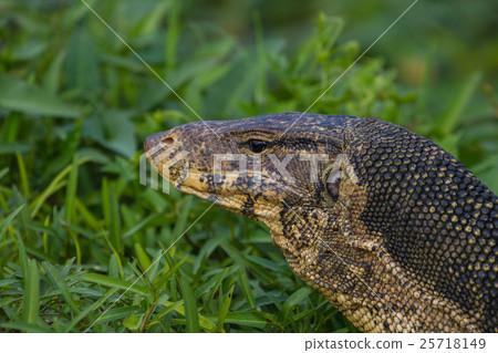 close up Water monitor lizard close up Water monitor lizard 25718149
