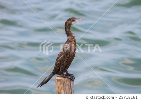 Little cormorant, Javanese cormorant 25718161