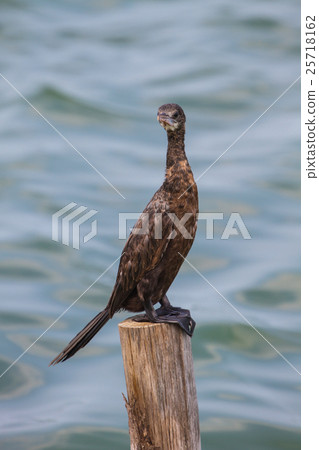 Little cormorant, Javanese cormorant 25718162