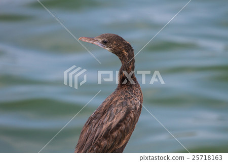 Little cormorant, Javanese cormorant Little cormorant, Javanese cormorant 25718163