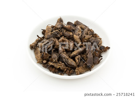 Okera(昆蟲餐):鼴鼠板球 Okera(昆蟲餐):鼴鼠板球 25718241