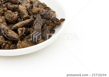 Okera (insect meal): Mole cricket Okera (insect meal): Mole cricket 25718244