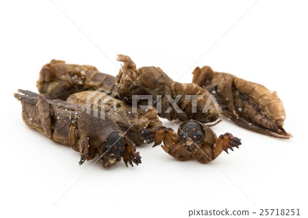 Okera (insect meal): Mole cricket 25718251