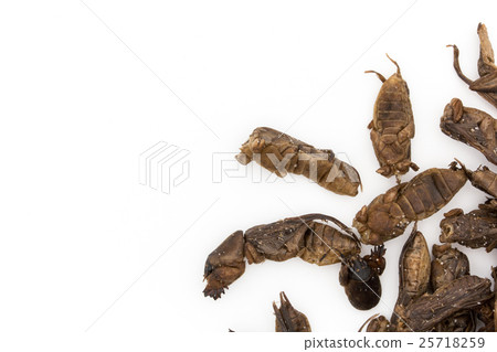 Okera (insect meal): Mole cricket Okera (insect meal): Mole cricket 25718259