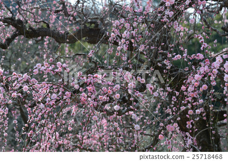 Meadow plum of South Paradise, supple Meadow plum of South Paradise, supple 25718468