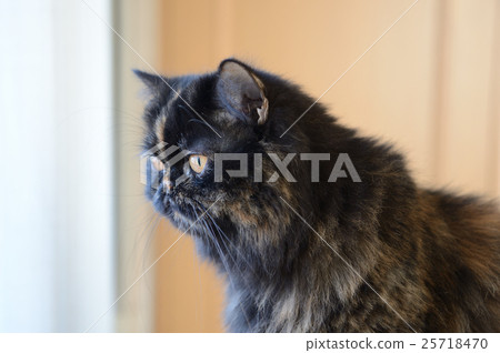 好奇的看，“做一些有趣的東西有喵1” 25718470