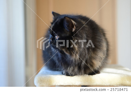 Exotic to look at, "Do something interesting there is meow 2" 25718471