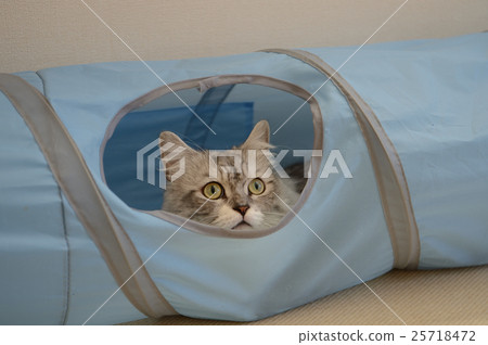 看著小步舞，“我想玩”喵 25718472