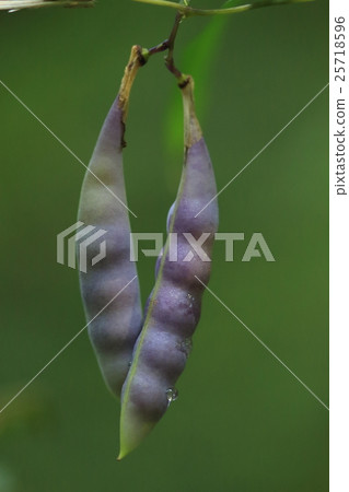 Natural plants Nosasage, in mid-October. Bean curd has become ripe and light purple ② Natural plants Nosasage, in mid-October. Bean curd has become ripe and light purple ② 25718596