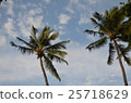 Palm and sky 25718629