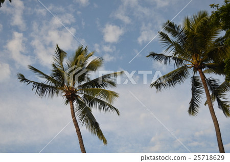 棕櫚和天空 棕櫚和天空 25718629