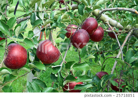 Apple (Autumn) 25718851